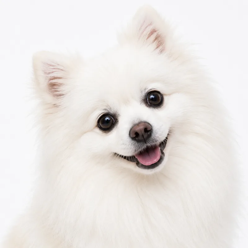 Illustrated portrait of a fluffy white Pomeranian